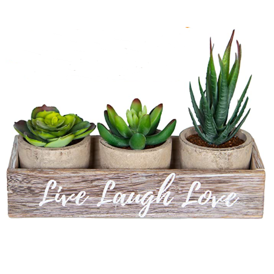 Succulents Fully Rooted Room Decor